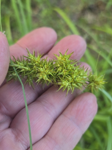 Carex crus-corvi, photograph 6