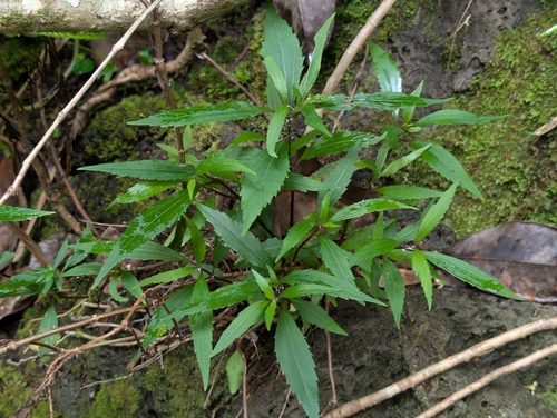 Ageratina riparia observed 2026-06-17