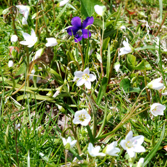 Claytonia virginica