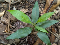 author not stated, no rights reserved Sapindus oahuensis, photograph author not stated, no rights reserved