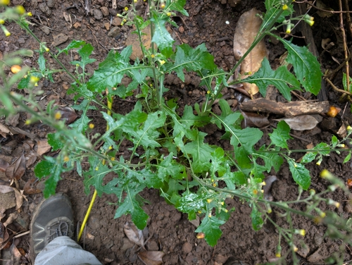 Blumea sinuata, 2026-06-17