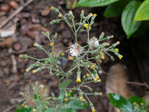Blumea sinuata, photograph 2