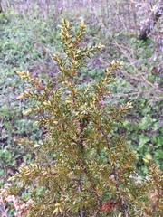 Juniperus
