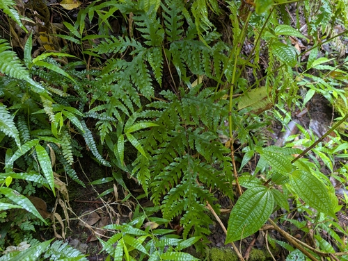 Tectaria gaudichaudii observed 2026-06-17
