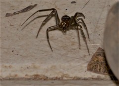 Steatoda grossa