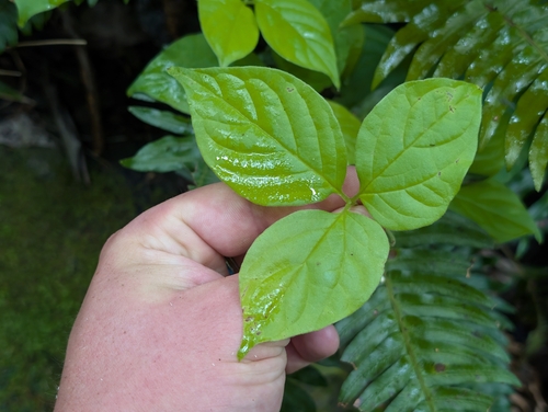 Dioscorea pentaphylla observed 2026-06-17