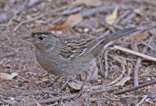 Golden-crowned Sparrow, photo 8 of 10