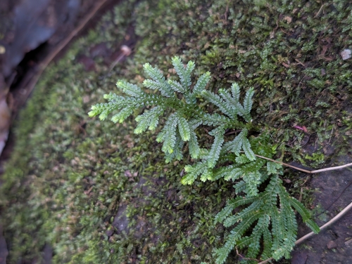 Selaginella arbuscula observed 2026-06-17