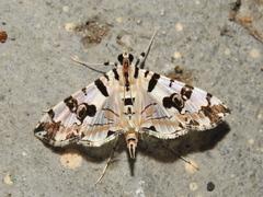 Conchylodes salamisalis