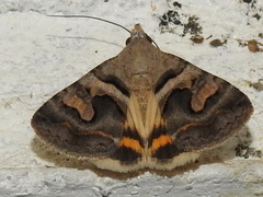 Melipotini