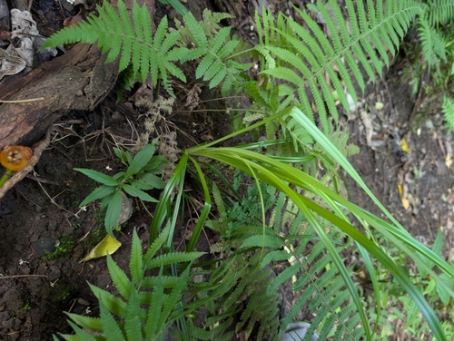 Carex wahuensis observed 2026-06-17