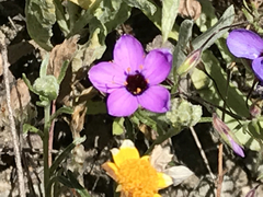 Leptosiphon ambiguus