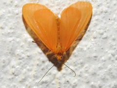 Eubaphe