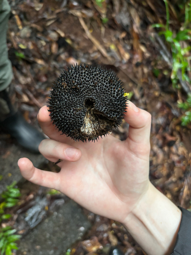 Apeiba membranacea