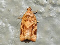Argyrotaenia
