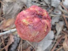 Biorhiza