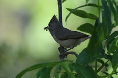 Baeolophus inornatus