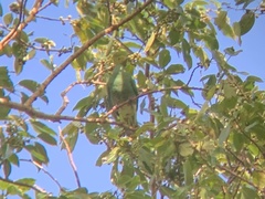 Tanna Fruit-Dove photo 5