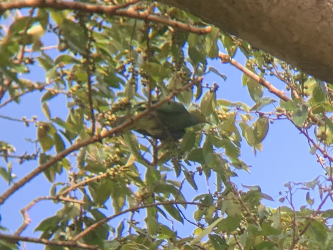 Tanna Fruit Dove (Ptilinopus tannensis), photo 2