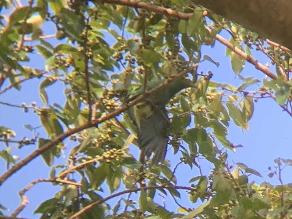 Tanna Fruit Dove (Ptilinopus tannensis), photo 6