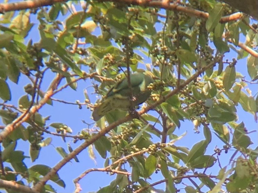 Tanna Fruit Dove (Ptilinopus tannensis), photo 7
