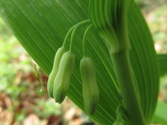 Polygonatum acuminatifolium