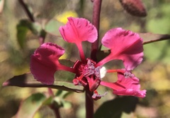 Clarkia unguiculata