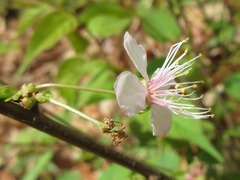 Prunus ishidoyana