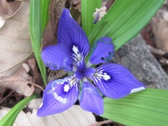 Iris rossii