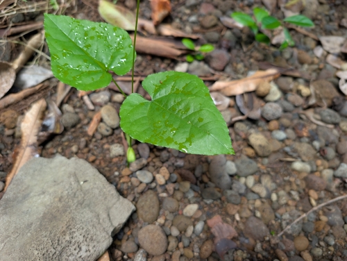 Dioscorea pentaphylla observed 2026-06-17