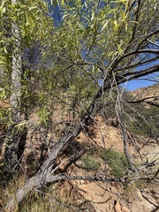Salix bonplandiana, photograph (c) Daniel McNair, some rights reserved (CC BY)