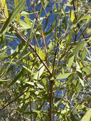 Salix bonplandiana, photograph (c) Daniel McNair, some rights reserved (CC BY)