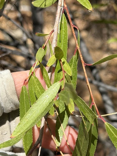 Salix bonplandiana, photograph 2