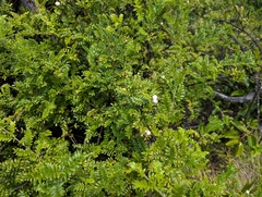 Osteomeles anthyllidifolia, photograph author not stated, no rights reserved
