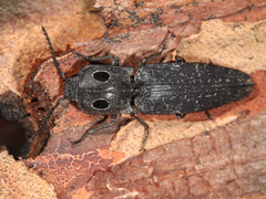 Alaus melanops