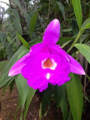 Sobralia macrantha