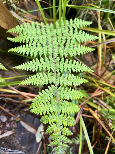 Hypolepis rugosula observed 2026-06-17
