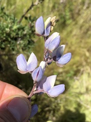 Lupinus longifolius
