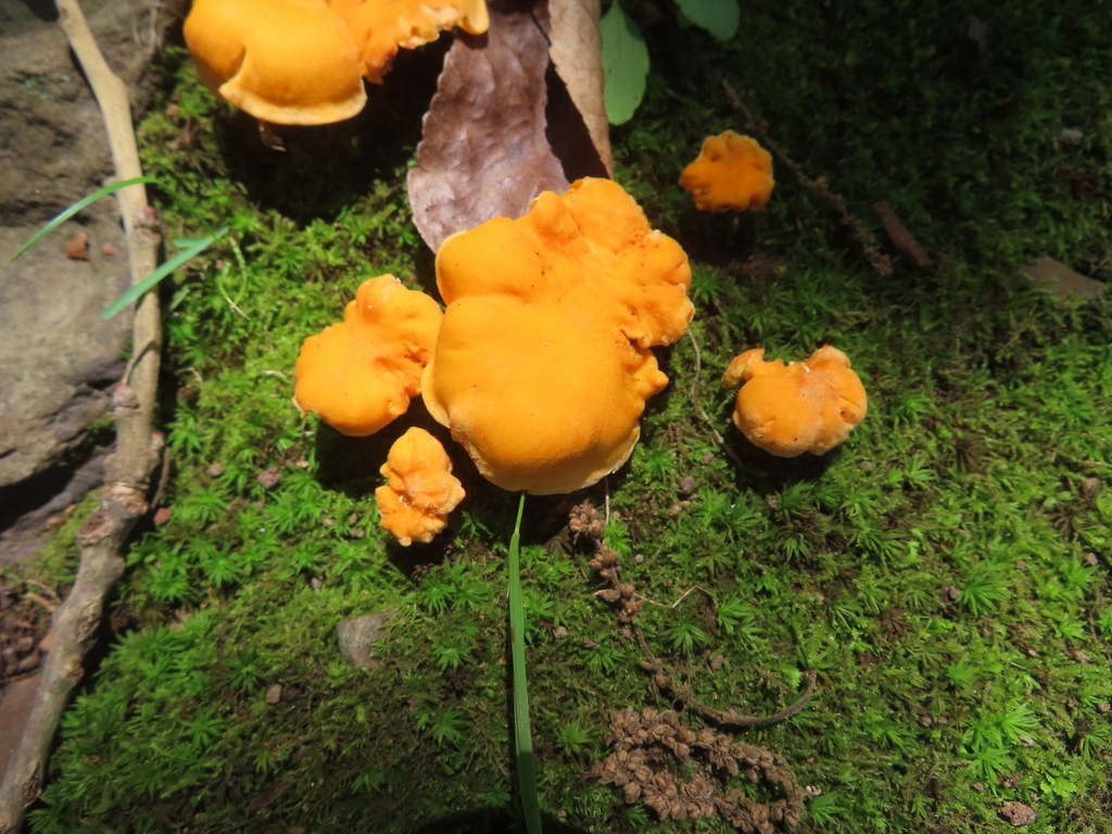 Smooth Chanterelle · June 2026 · photo: Photo: (c) Ken Clark, some rights reserved (CC BY) · iNaturalist