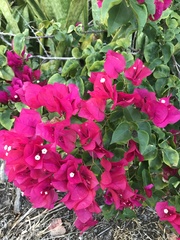 Bougainvillea