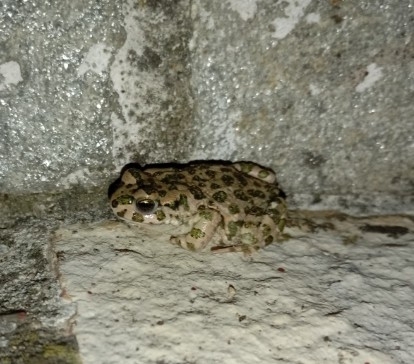 Green Toad