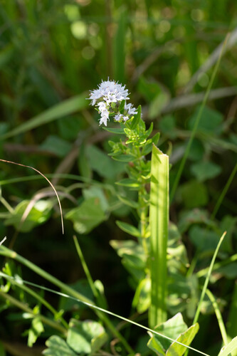 Mentha japonica iNat (3)