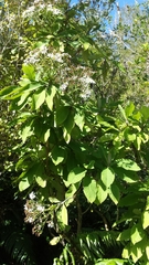 Brachyglottis hectorii