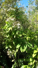 Brachyglottis hectorii