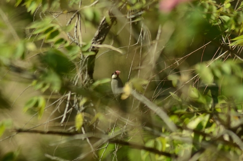 Java Sparrow