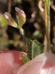Trifolium bifidum