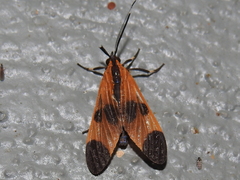 Dycladia