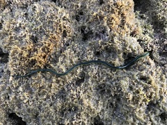 Eulalia clavigera