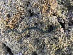 Eulalia clavigera