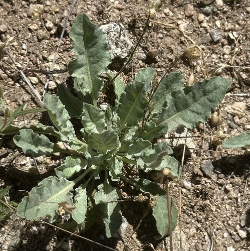iNaturalist observation photo of Long-stemmed Buckwheat